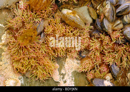 Snakelocks anemone (Anemonia viridis (=sulcata)) clone, with common mussels, in a rockpool, UK. Stock Photo