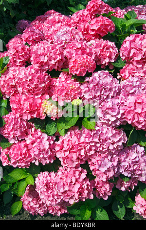 Hortensia, Bigleaf Hydrangea, French Hydrangea, Lace Cap Hydrangea, Lacecap Hydrangea (Hydrangea macrophylla hybrid) Stock Photo