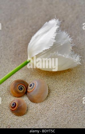 Fringed white tulip and sea snails in sand Stock Photo