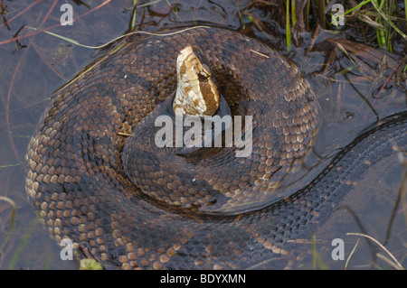 Snake, Cottonmouth or Water Moccasin Stock Photo