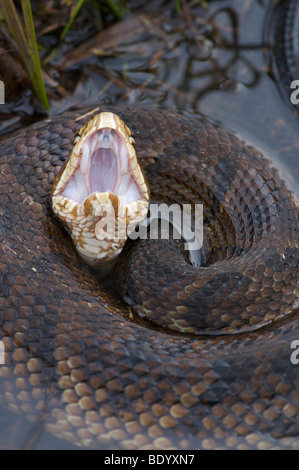 Snake, Cottonmouth or Water Moccasin displaying cottonmouth warning posture Stock Photo