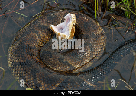 Snake, Cottonmouth or Water Moccasin displaying cottonmouth warning posture Stock Photo