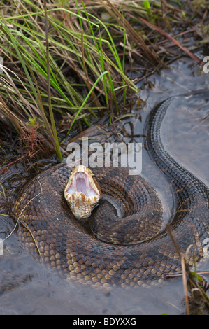 Snake, Cottonmouth or Water Moccasin displaying cottonmouth warning posture Stock Photo