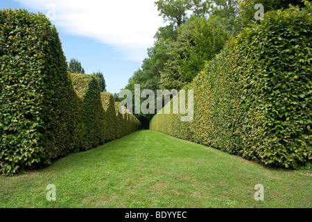 Burgundy France 2009 the Chateau de Cormatin hedges of the maze Stock Photo