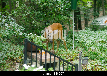 Whitetail deer, Odocoileus virginianus,  in garden eating flowers. Stock Photo