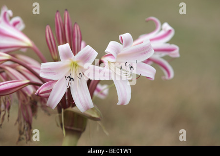 Pyjama Lily (Crinum macowanii), Ngorongoro Conservation Area, Tanzania, Africa Stock Photo