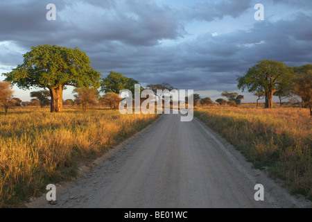 Baobab trees (Adansonia) in Tarangire National Park, Tanzania, Africa Stock Photo