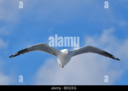 Red-billed Gull, (Chroicocephalus scopulinus) in flight Stock Photo