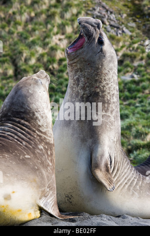 2 big male elephant seals 'standing up' 1 talking with mouth open to compete for dominance and females Gold Harbour,South Georgia, Sub-Antarctic Stock Photo