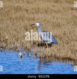 White-faced egret (Egretta novaehollandiae) in tidal marsh Stock Photo
