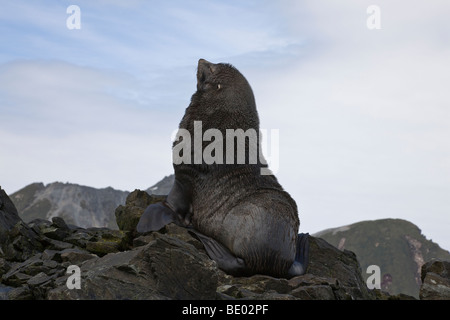 close up 1contented big male Antarctic Fur Seal Arctophoca gazella proudly sits atop rocky coast sunning himself in South Georgia Antarctica Stock Photo