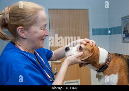 Veterinary nurse at a PDSA Animal Hospital examining a Beagle dog Stock Photo