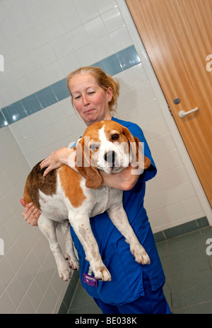 Veterinary nurse at a PDSA Animal Hospital with an overweight Beagle dog Stock Photo