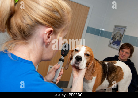 Veterinary nurse at a PDSA Animal Hospital examining a Beagle dog Stock Photo