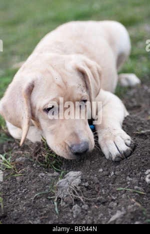 a labrador retriever puppy lying in the mud Stock Photo