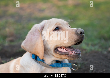 a labrador retriever puppy sitting in front of a hole looking watchful Stock Photo