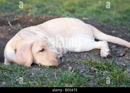 a labrador retriever puppy lying tired in the mud in front of a hole he dug before Stock Photo