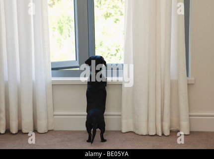 Dog looking out of window Stock Photo