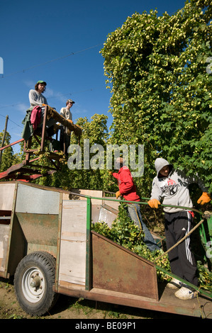 harvesting cut of hops in Kent Hop Garden Stock Photo - Alamy