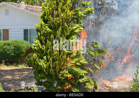 A hedge of arborvitae on fire in Canyon County, Idaho, USA. Stock Photo