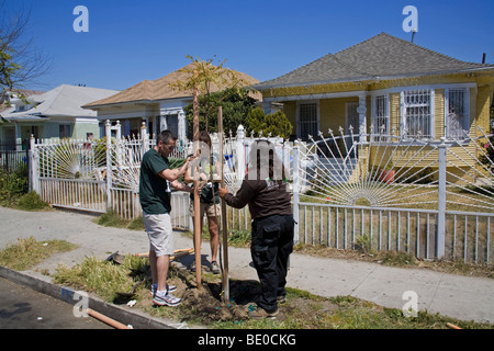 Tree Planting in South Central Los Angeles, California, USA Stock Photo