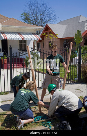 Tree Planting in South Central Los Angeles, California, USA Stock Photo