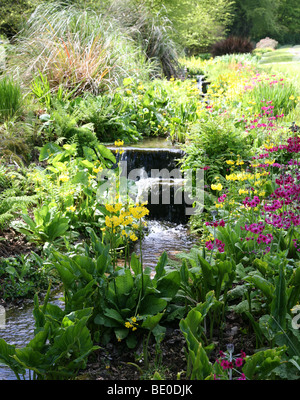 Candelabra primroses (Primula  bulleyana beesiana) by the side of a stream in a formal garden Stock Photo