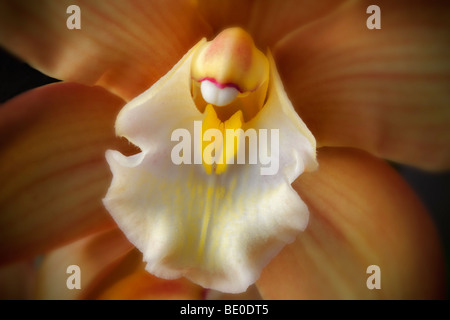 Close up of Cymbidium orchid. Al's Nursery, Woodburn, Oregon