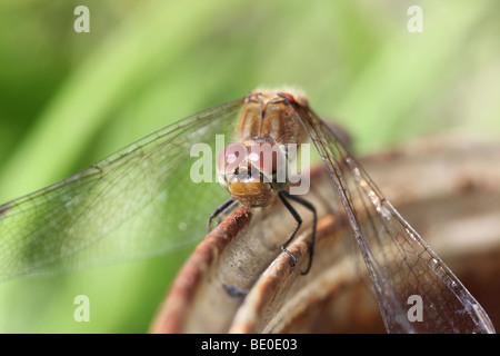 Dragonfly, Ruddy Darter, Sympetrum sanguineum, darter, Eyes, Head, Lens, Lenses, Insect, Insects Stock Photo