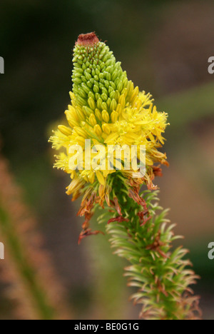 Yellow Cats Tail aka Red Bulbinella, Bulbinella latifolia var latifolia, Asphodelaceae, Cape Province, South Africa Stock Photo