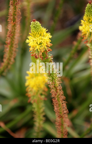 Yellow Cats Tail aka Red Bulbinella, Bulbinella latifolia var latifolia, Asphodelaceae, Cape Province, South Africa Stock Photo