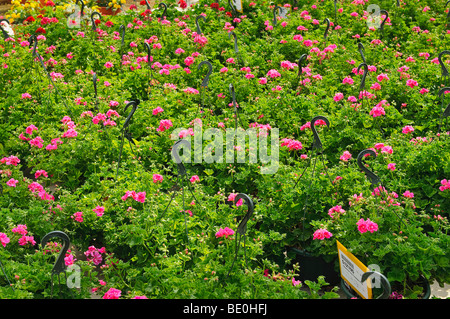 geranium ivy Stock Photo