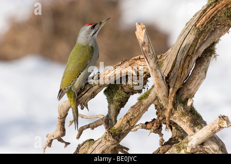 Grey-headed woodpecker or grey-faced woodpecker (Picus canus) on dead wood in winter Stock Photo