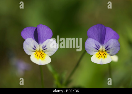 Wild Pansies or Heartseases (Viola tricolor) Stock Photo