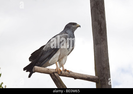 BLACKCHESTED BUZZARD EAGLE, Geranoaetus melanoleucus, OTAVALO, ECUADOR. Stock Photo