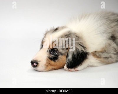 A 7-week old Australian Shepherd puppy, named Brinkley Stock Photo