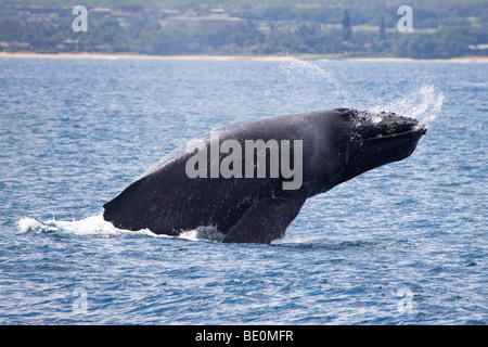 Breaching Humpback whale, Megaptera novaeangliae, off the island of Maui, Hawaii. Stock Photo