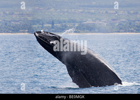 Breaching Humpback whale, Megaptera novaeangliae. Hawaii. Stock Photo