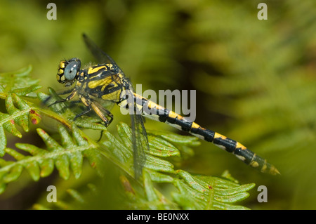 Large pincertail dragonfly (Onychogomphus uncatus) Stock Photo