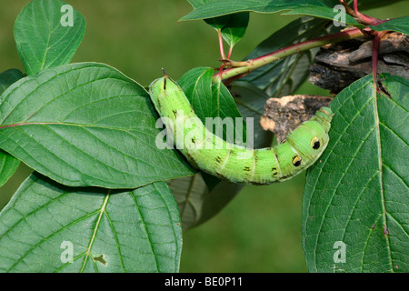 Caterpillar of the Convolvulus Hawk-moth (Agrius convolvuli) Stock Photo