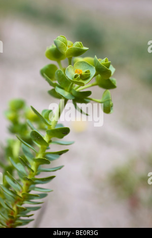 sea spurge; Euphorbia paralias Stock Photo