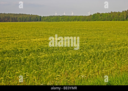 field of barley in front of wind power stations Stock Photo