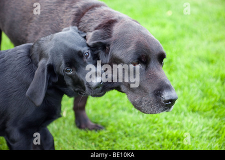 Black Labrador puppy dog play fighting with an old dog. Stock Photo