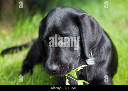 Britain UK Black Labrador puppy dog chewing a plant outside. Three months of age. Stock Photo