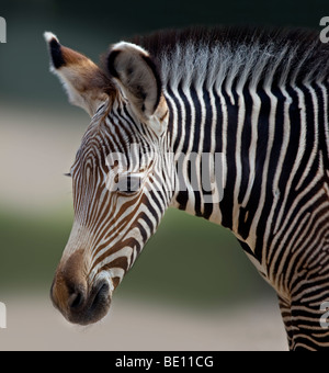 Grevy's Zebra Foal (equus grevyi) Stock Photo