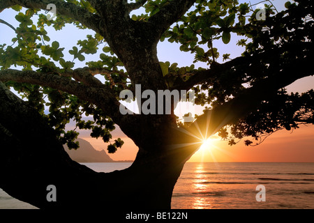 Sunset in Hanalei Bay with mangrove tree. Kauai, Hawaii Stock Photo