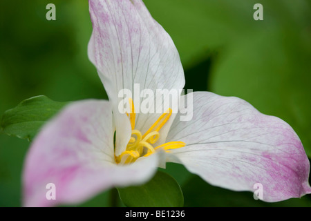 Close up of Western Trillium (trillium ovatum). Tryon Creek State Park, Oregon Stock Photo