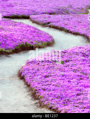 Purple ice plant blossoms and trail. Pacific Grove, California. Stock Photo