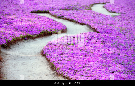 Purple ice plant blossoms and trail. Pacific Grove, California. Stock Photo