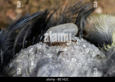 Bird Tick Ixiodes brunneus Stock Photo